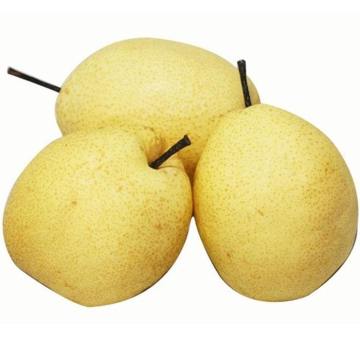 Fresh orgin new crop Gung pears