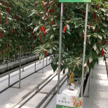 Tomatoes Hydroponics and Coconut Cultivation Equipment