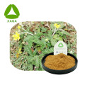 Potentilla descolor Cinquefoil Raiz Extract Powder