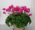 Cyclamen Absolute seeds flower seeds for growing
