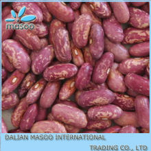 Kidney beans/Chinese bean/RSKB/LSKB/PSKB