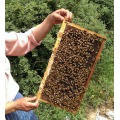 2020 100% pure natural raw bee honey