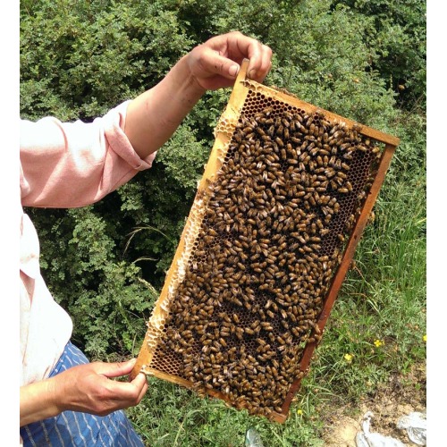 2020 100% pure natural raw bee honey