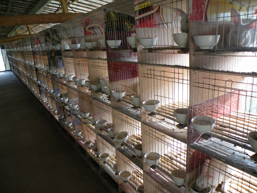 High  Quality Hot sell Easy Clean Rabbit Cage(Factory)