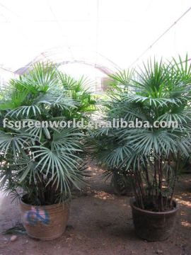 raphis multifida burr finger palm trees
