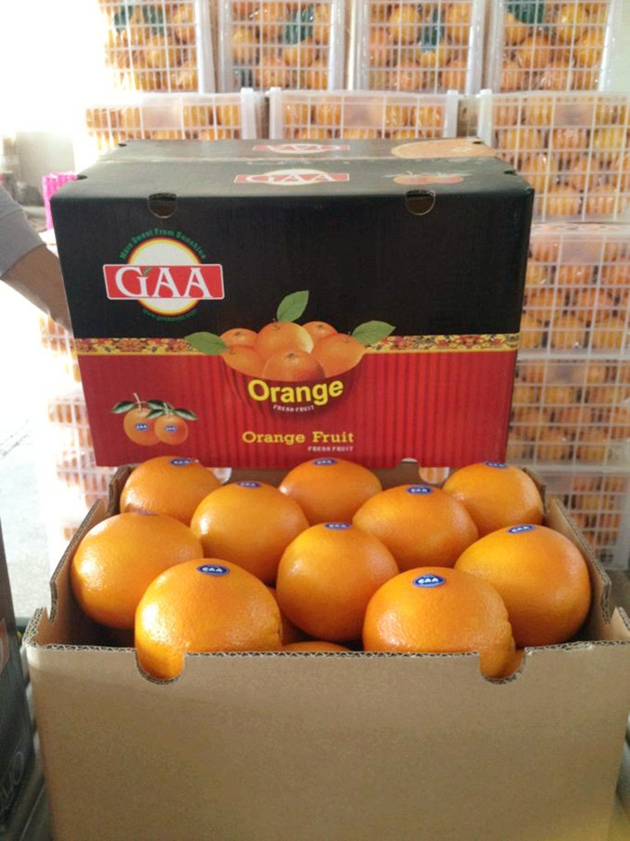 navel orange