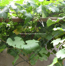 Anti Insect Bird Net for Grape Vines