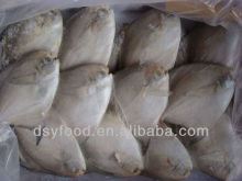 Frozen White Pomfret Fish
