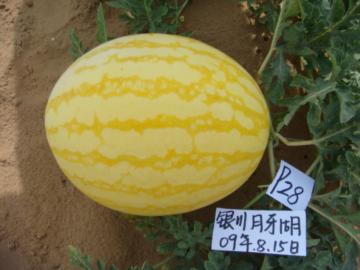 Early maturity yellow watermelon seeds