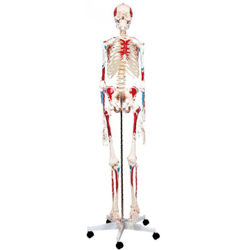 Le modèle de coloration du muscle squelettique humain attaché au point de début et de fin