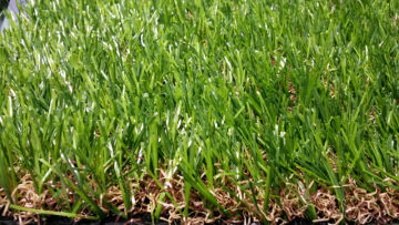 landscaping turf lawn