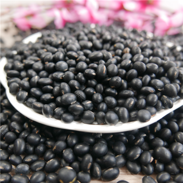 Hps Big Black Beans 6.5mm Natural Grown