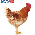 Feed Additive Enzymes for Poultry