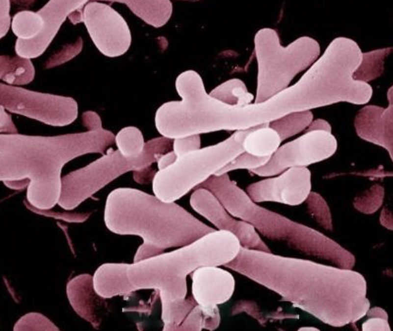 Bifidobacterium Bifidum de calidad alimentaria Food Grade Bifidobacterium Bifidum