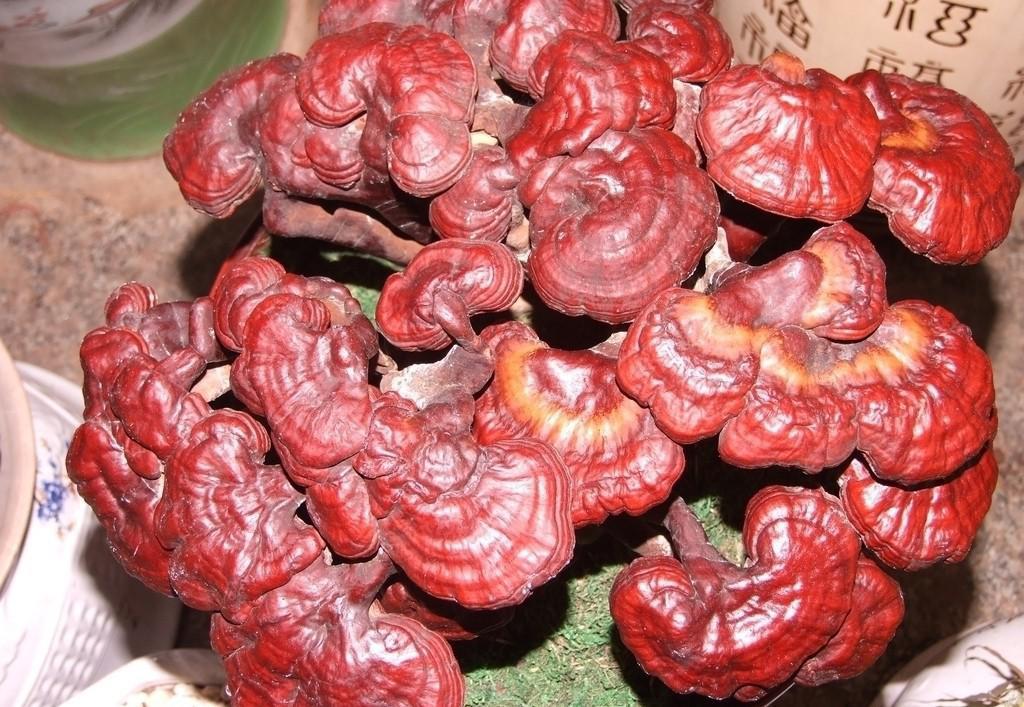 Free sample 10%-50% polysaccharides Ganoderma lucidum reishi mushroom extract powder