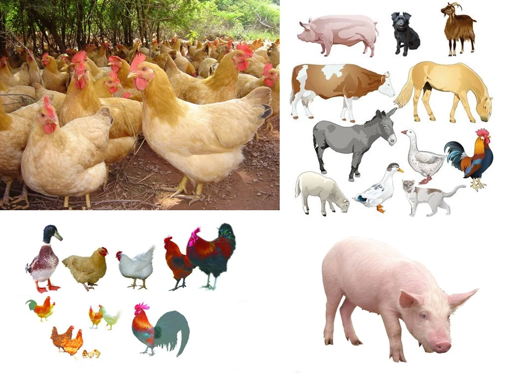 L-Lysine Sulphate Promoting Growth for Animal Poultry Feed