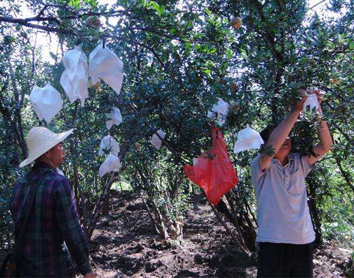 Fruit Bag Pomegranate Crop Protection