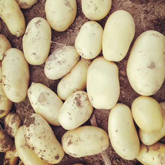 China fresh potato hot sale yellow potato export price