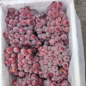 China Yunnan Red globe grape for export Philippines import red grape