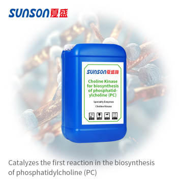 Choline Kinase using ATP as the phosphate donor