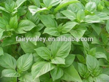 Sweet basil seeds for sowing