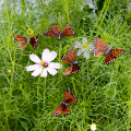 Easter butterflies