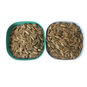 Long Shape Sunflower Seeds With Competitive Price