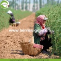 Varietà di fornitura di fabbrica Frutta alla rinfusa Bacche di Goji