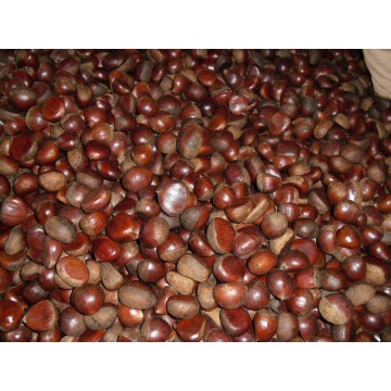 Fresh Chestnut Dandong yang besar