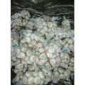 new crop fresh garlic exporter