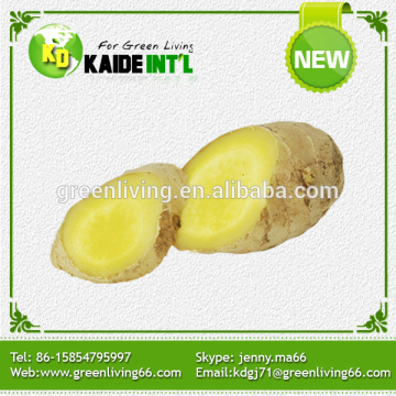 Direct From Factory Chinese Export Big Fresh Ginger Product