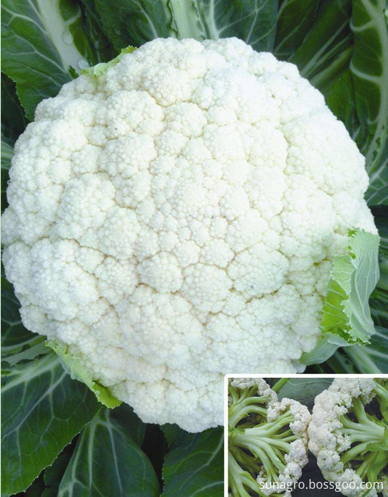 High Quality Cauliflower