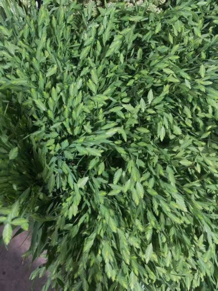কাঁপানো ঘাস Quaking grass