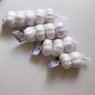 Fresh garlic normal white for wholesale