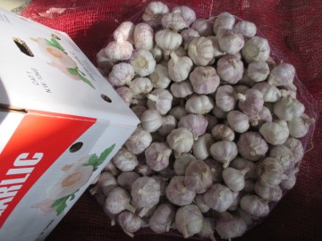 Export Standard Normal White Garlic 2020