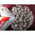 Export Standard Normal White Garlic 2020