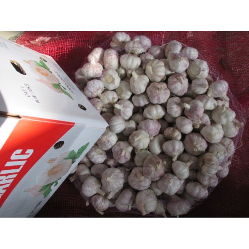 Export Standard Normal White Garlic 2020