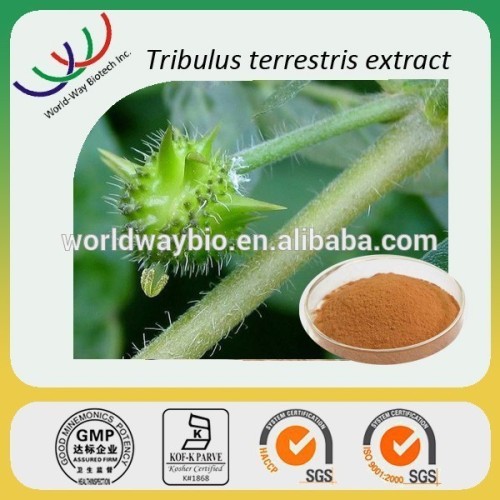 High quality Chinese herb tribulus terrestris extract with 40% saponins by UV