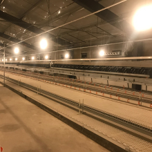 Automatic Chicken Poultry Feeding Line for Breeder Parent Stock Hens