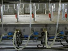 yougurt dairy process factory