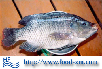 A grade tilapia