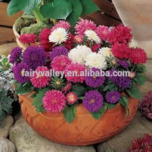 Heirloom Callistephus chinensis China Aster Seeds Pink Matsumoto Flower Bulk Seeds For Growing