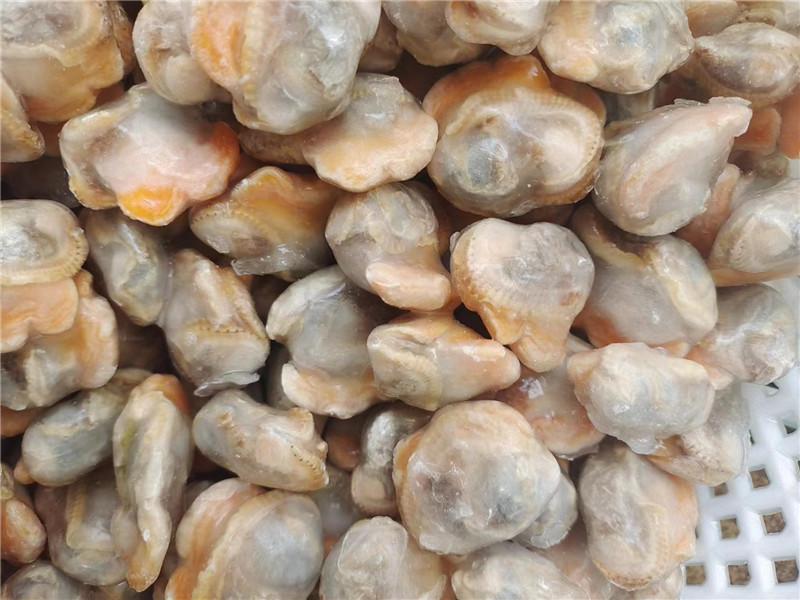 Owoce morza Świeże mrożone małże mięso zamrażanie pulchny Clam