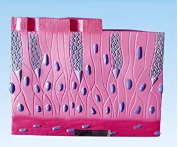 Pseudo stratified ciliated columnar epithelial tissue model