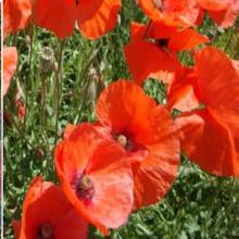 Flower seeds packets bulk cheap