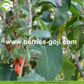 โรงงานขายส่งสินค้าผลไม้ขนาดใหญ่ Wolfberries