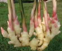 2020 SHINNING YELLOW ORGANIC GINGER