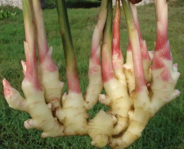 2020 SHINNING YELLOW ORGANIC GINGER