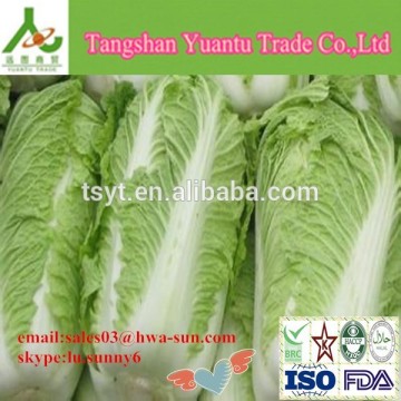 fresh harvest cabbage chinese cabbage