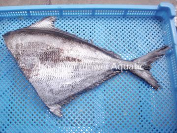 Frozen HG Brama Brama High Quality